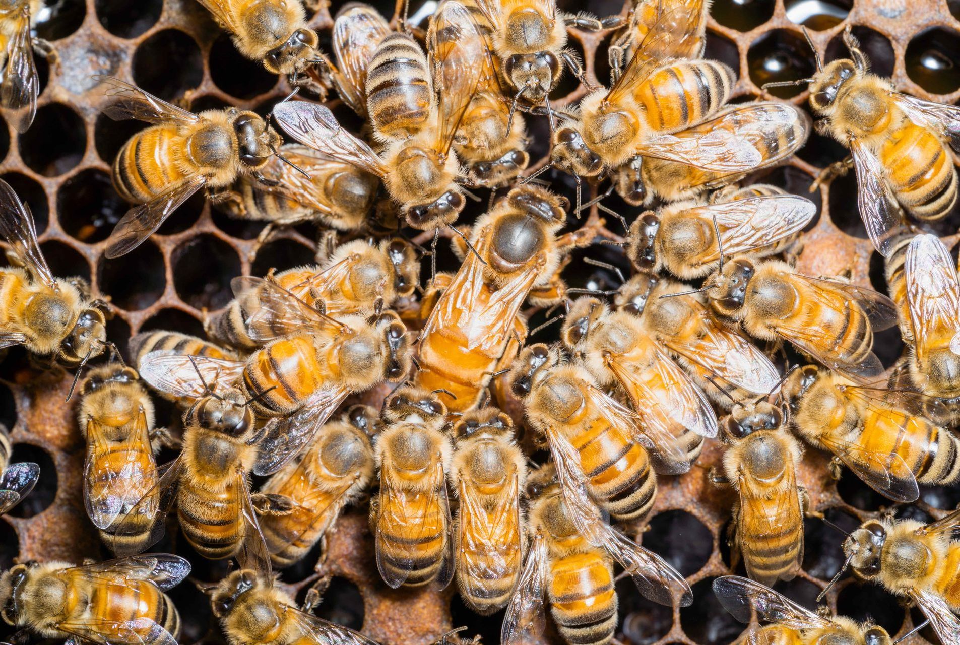 many bees on a honeycomb