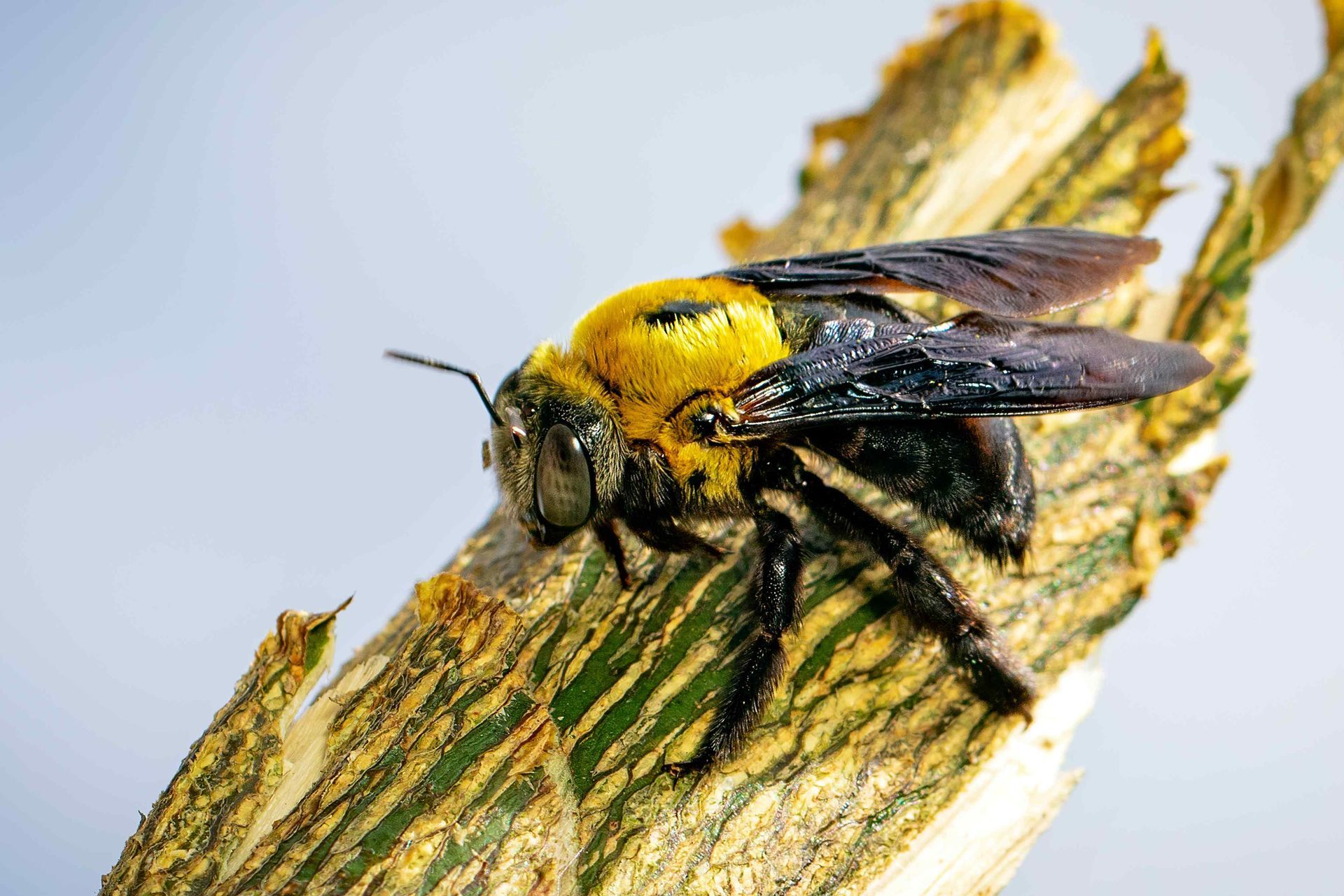 close up carpenter bee