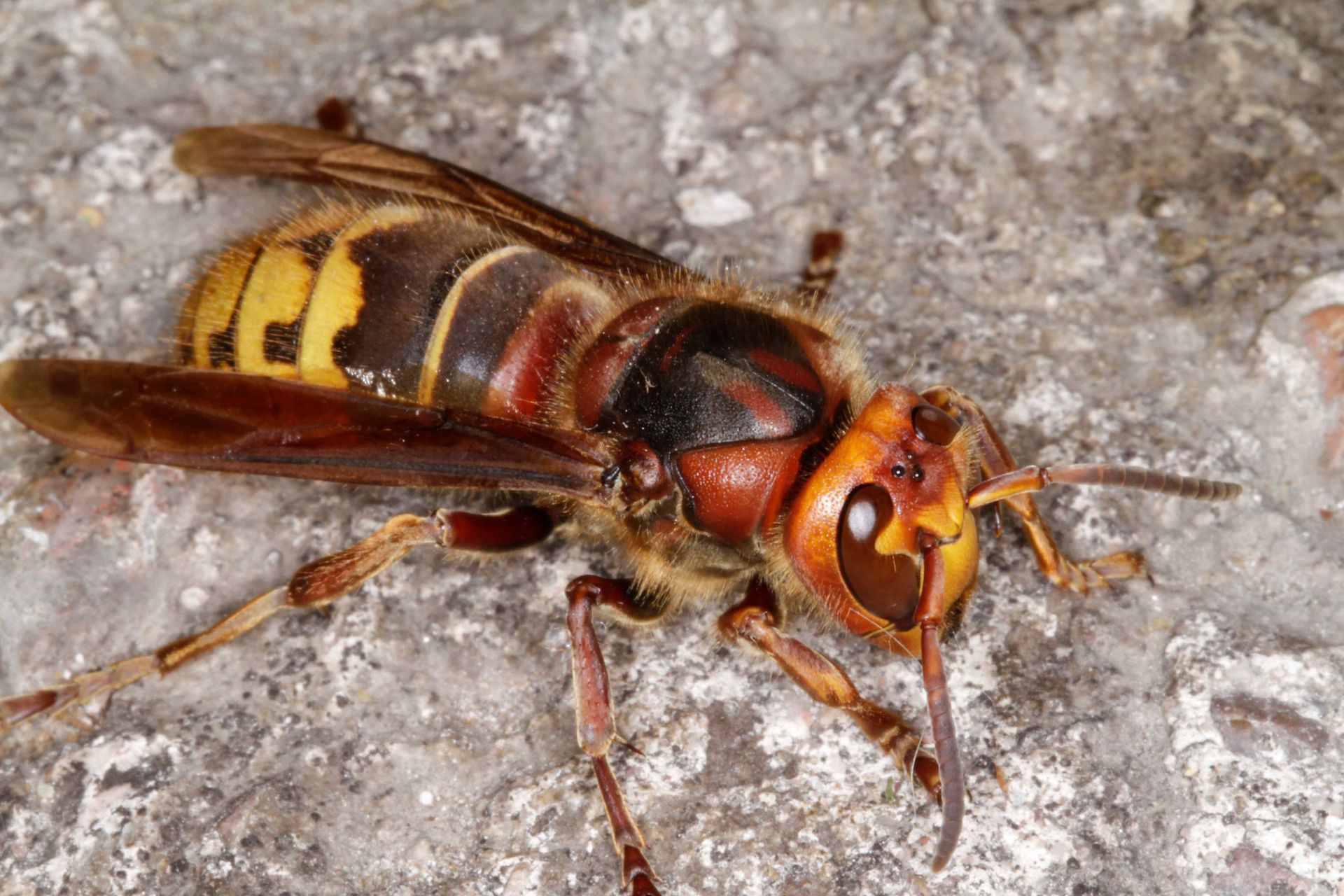 close up European hornet