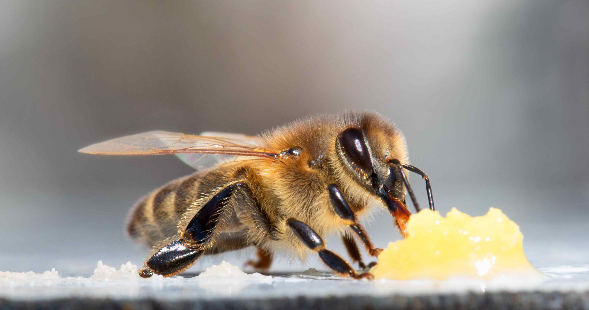 bee close up eating honey