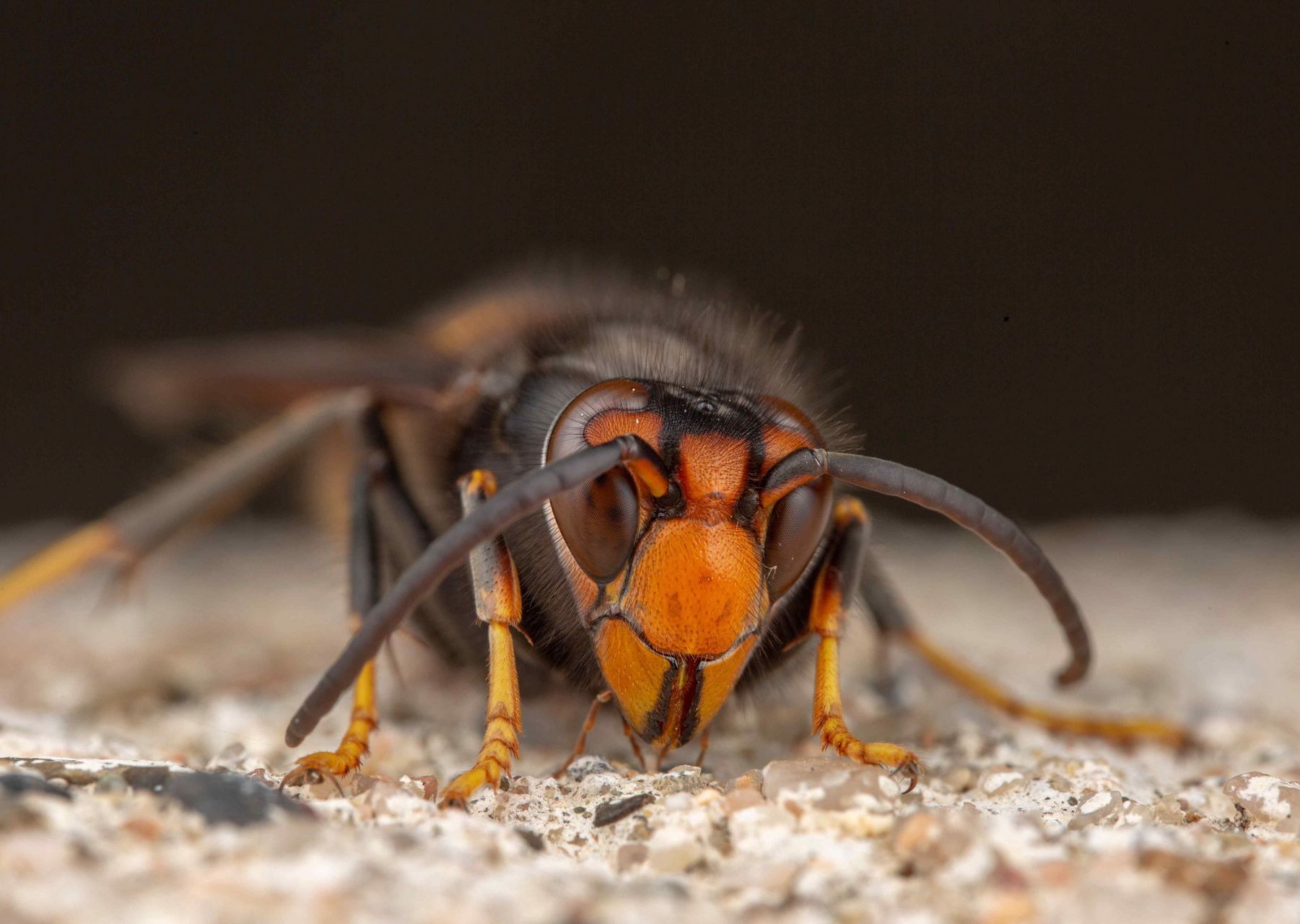 wasp close up