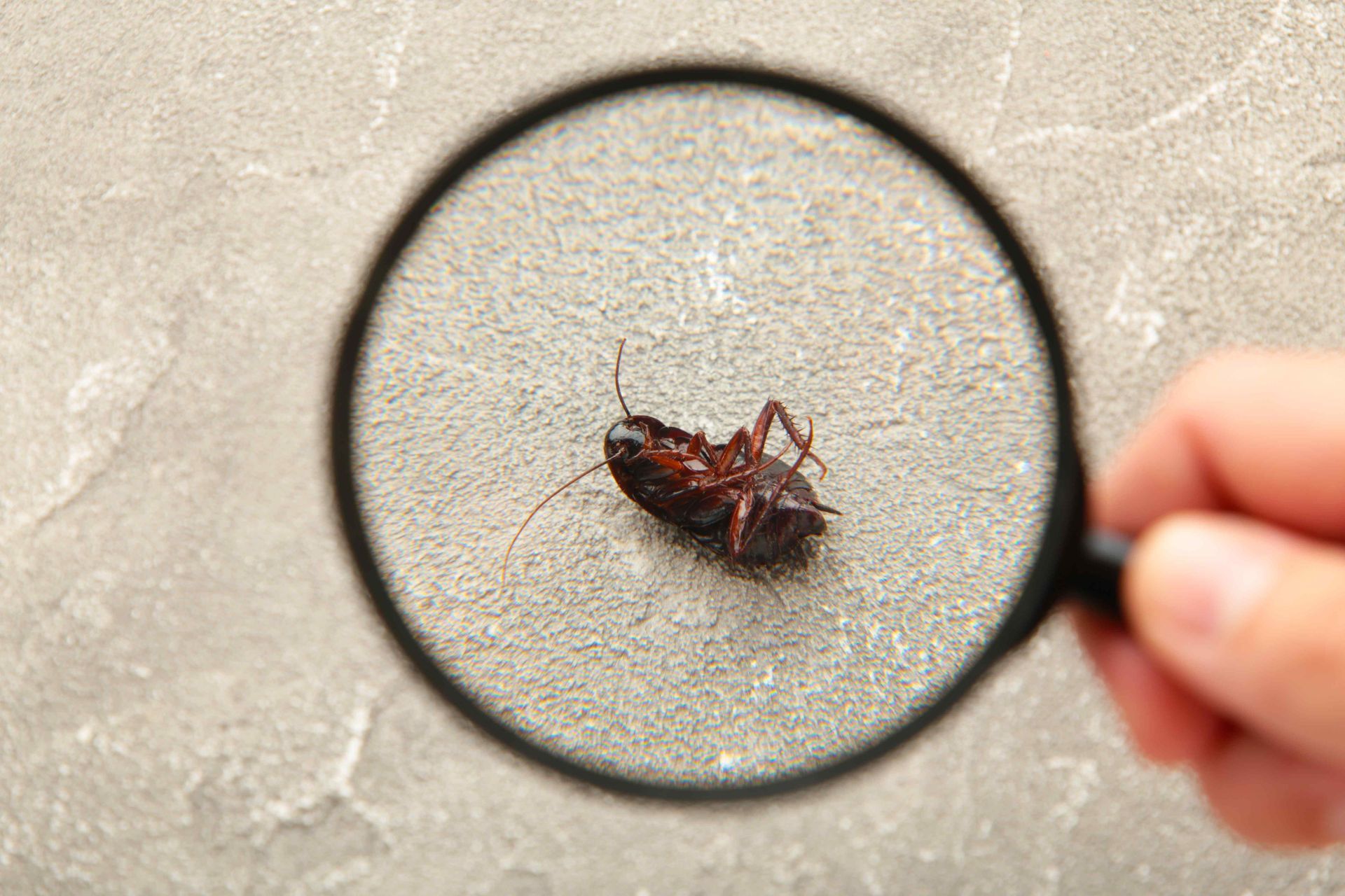 dead roach under a magnifying glass