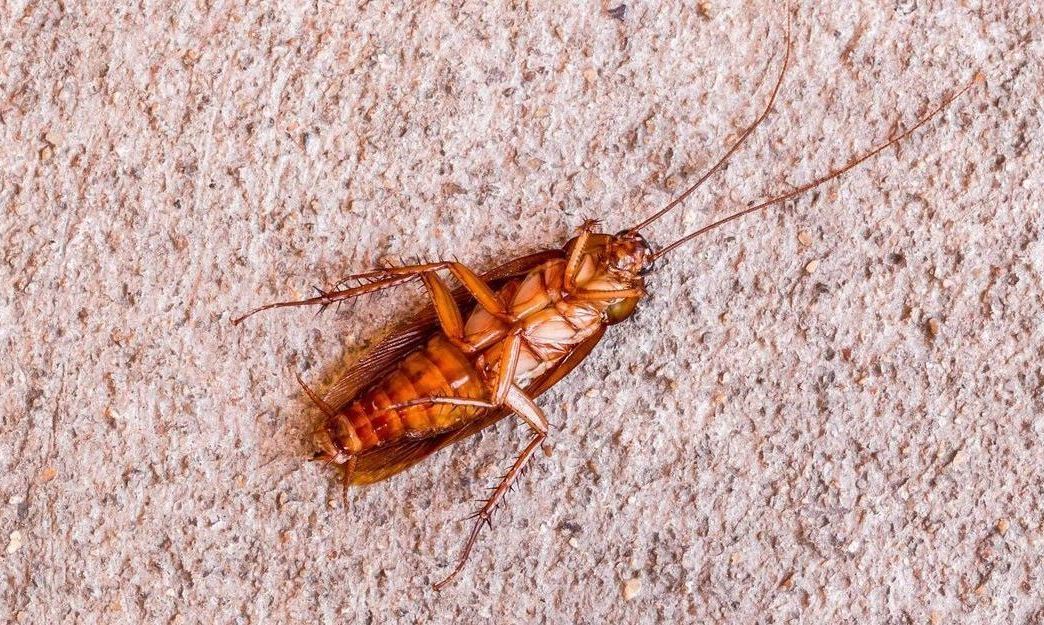 close up of a dead roach on its back