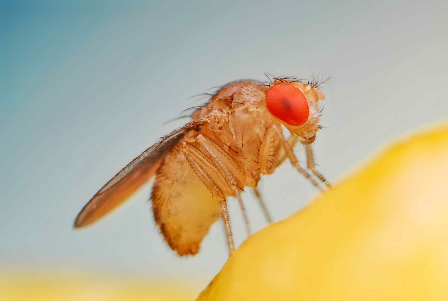 Fruit Fly close up