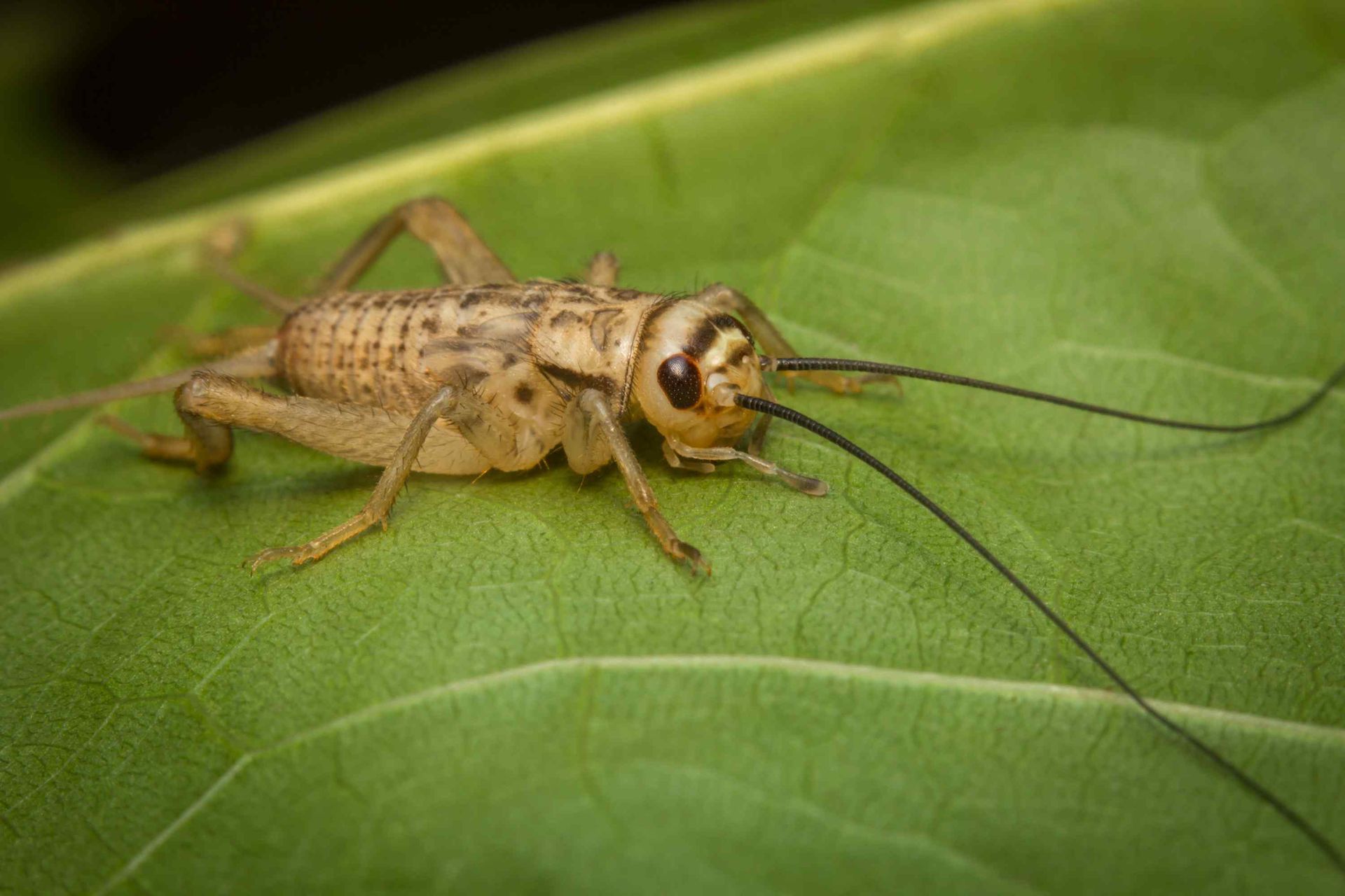 House cricket on leaf