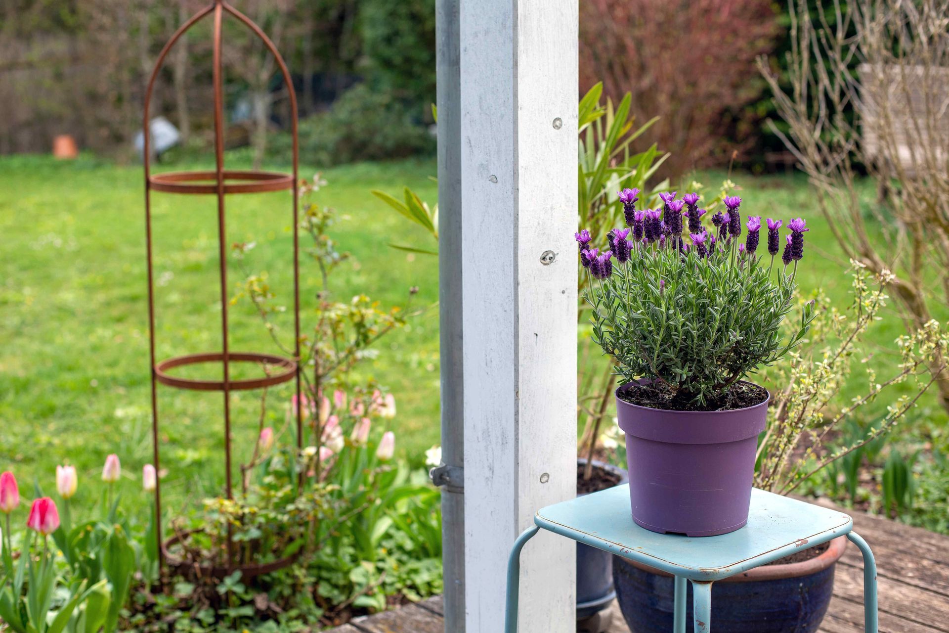 outside deck with a potted lavender plant to repel pests