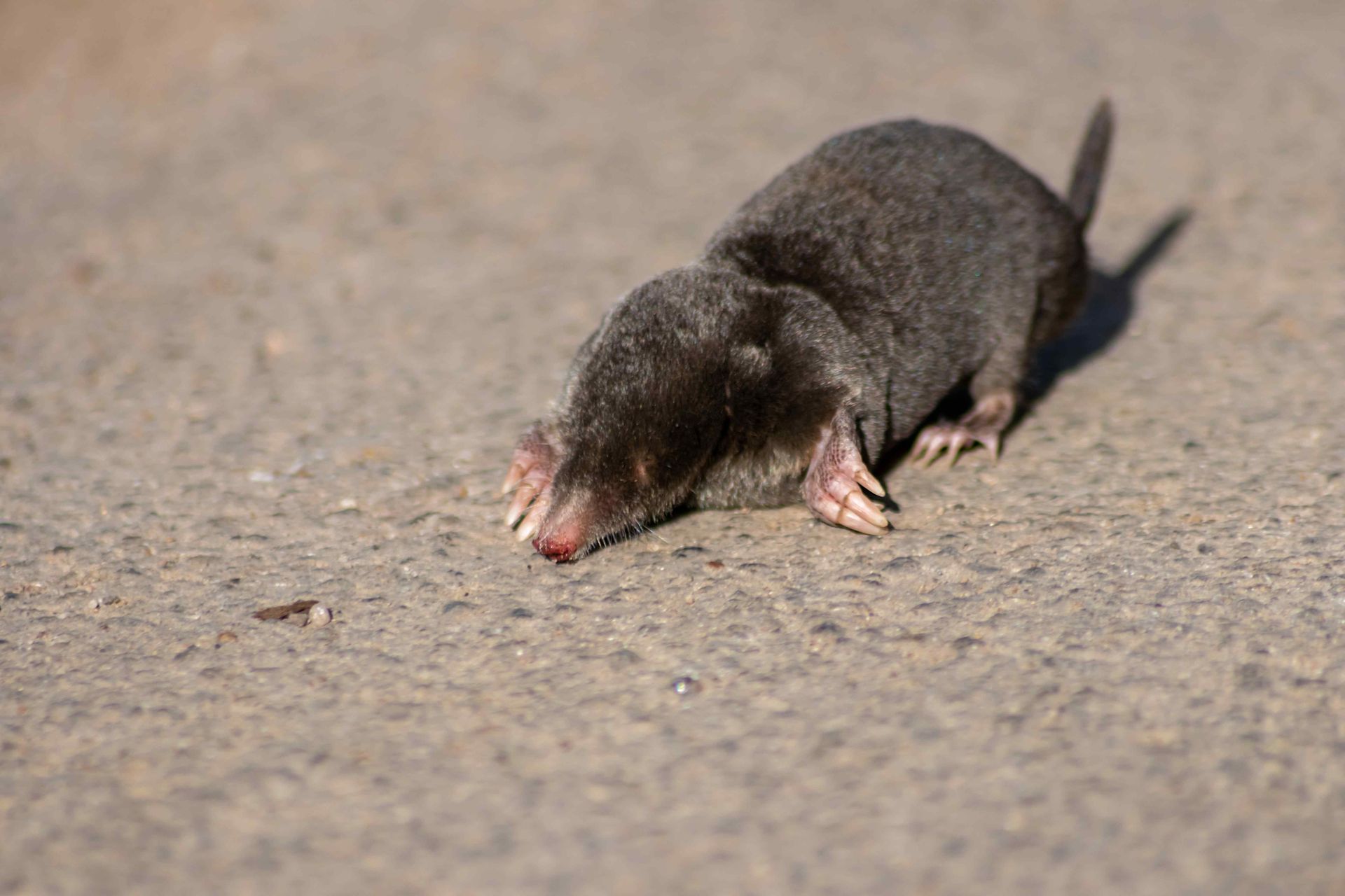 mole crawling on concrete