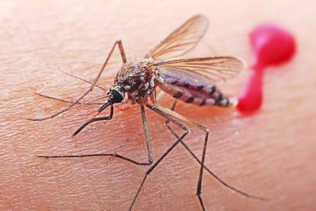 mosquito on skin with blood