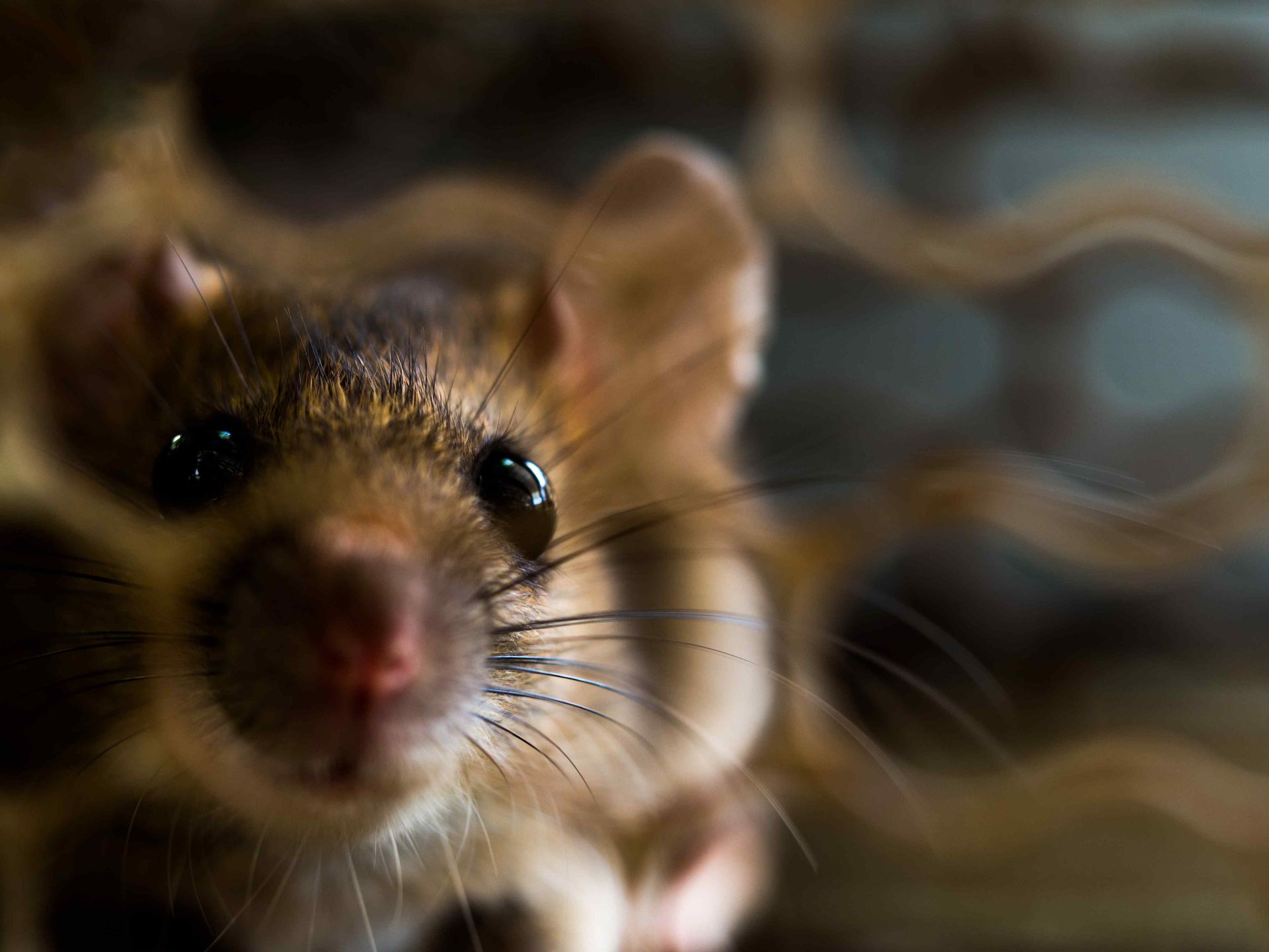 close up of a mouse's face