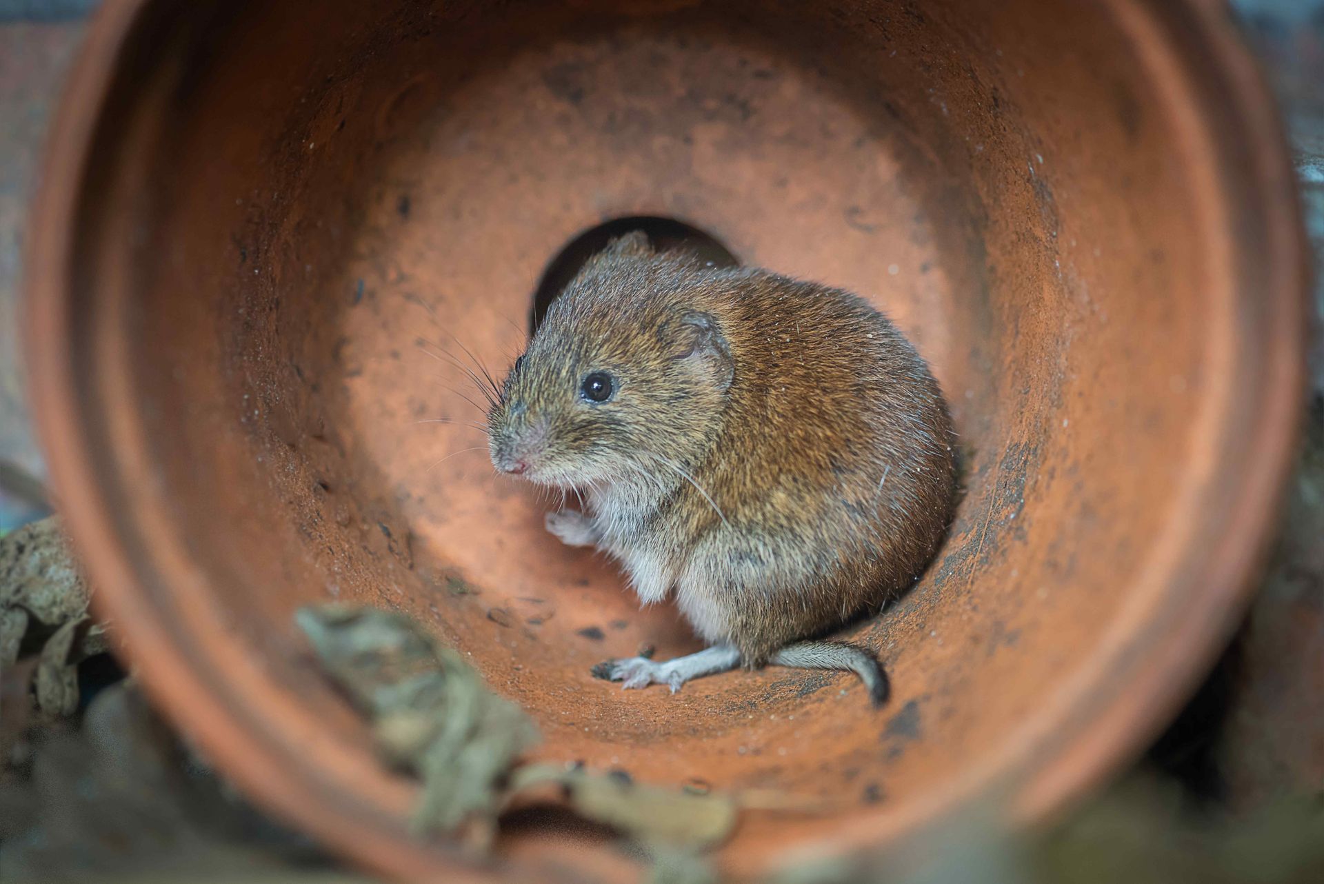 mouse in a flower pot