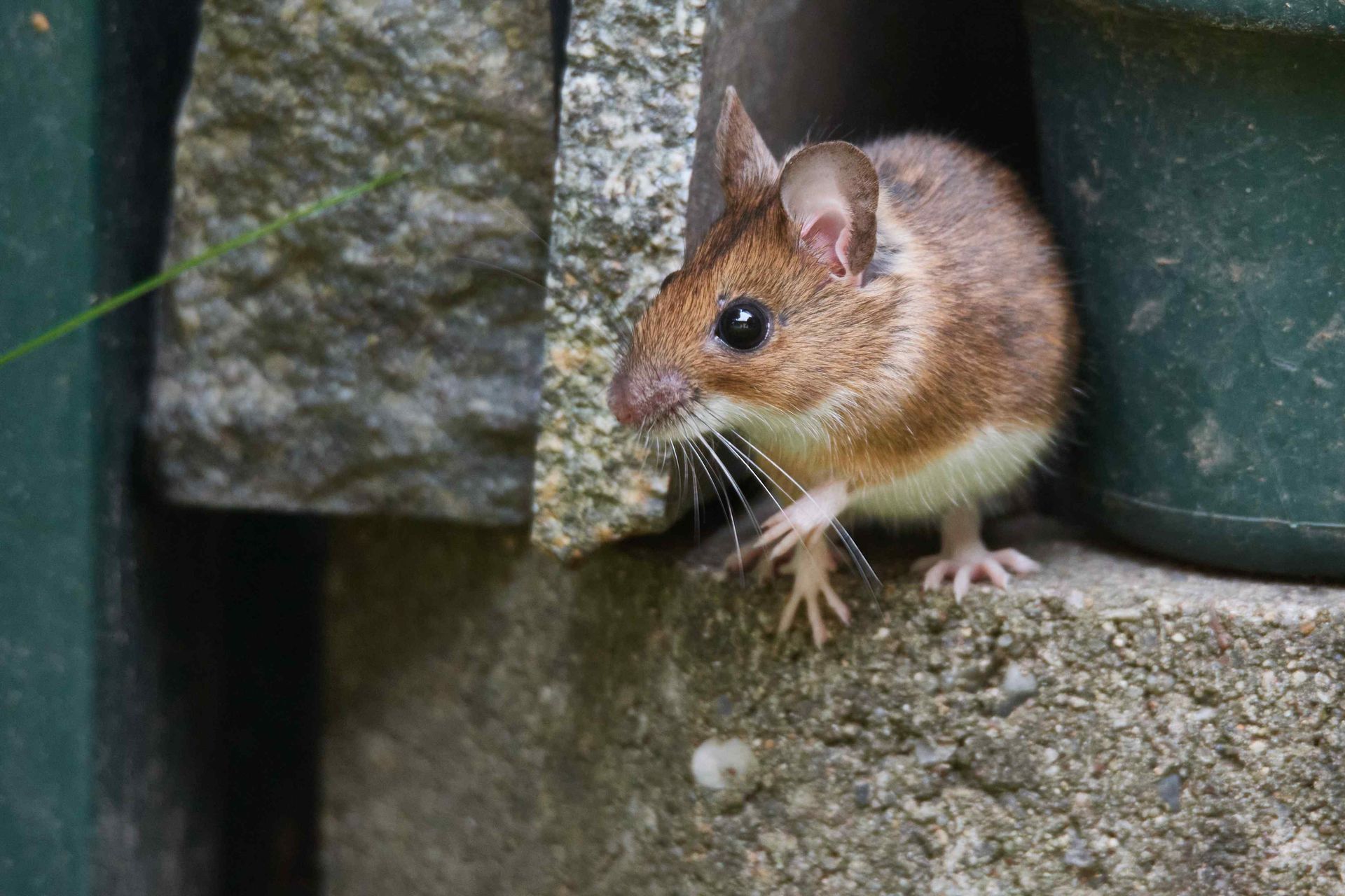 mouse on concrete block outside