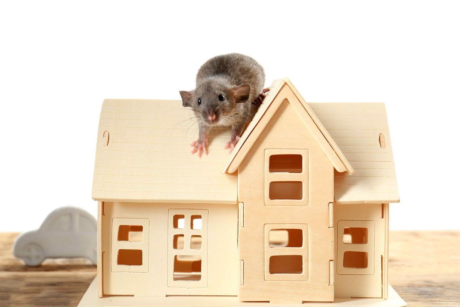 mouse on top of a small wooden toy house