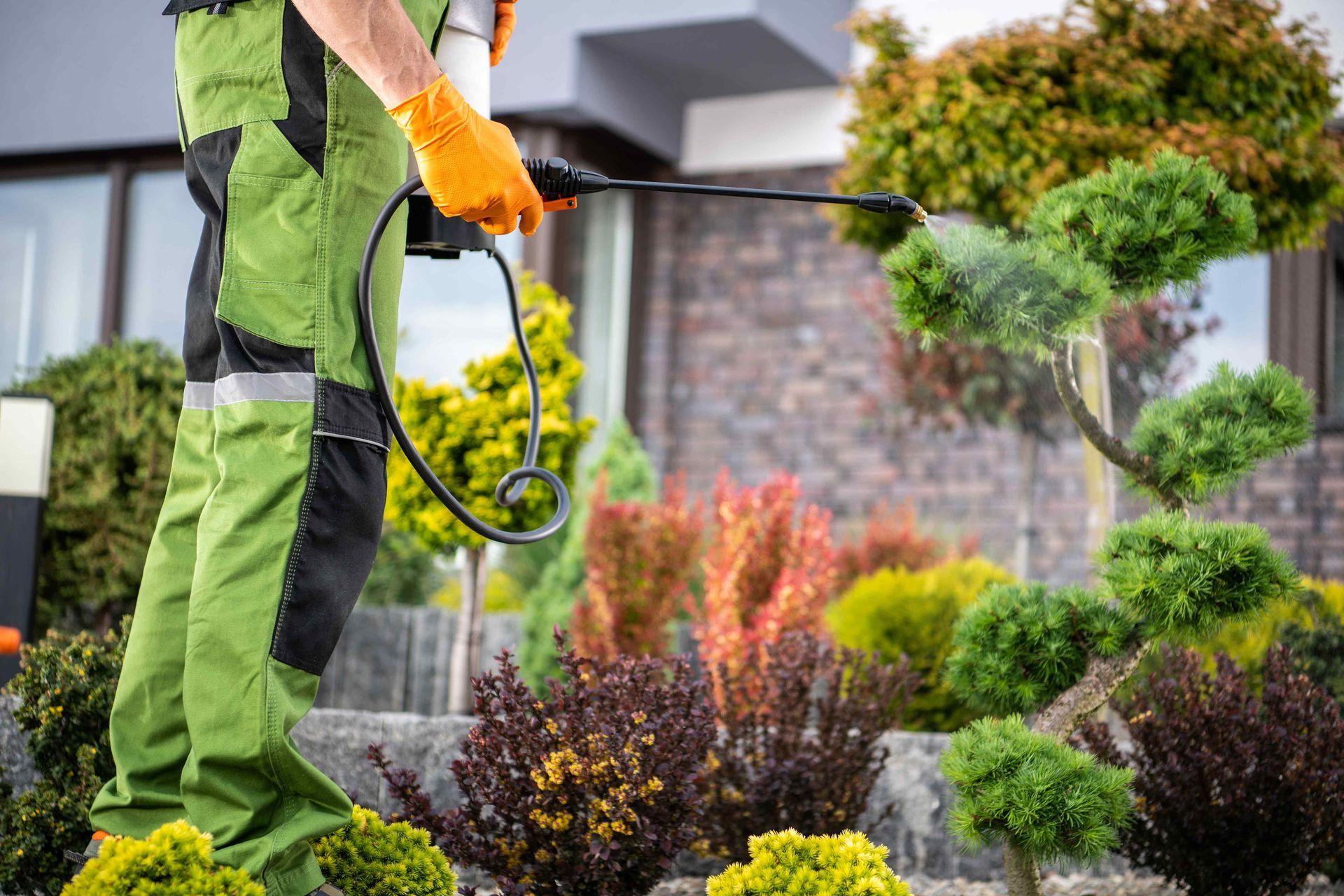 pesticide being sprayed on flower garden