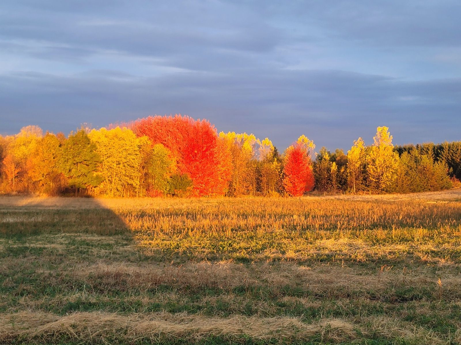 A field under a blue sky at sunset, with trees featuring vibrant red and yellow autumn foliage in the background.