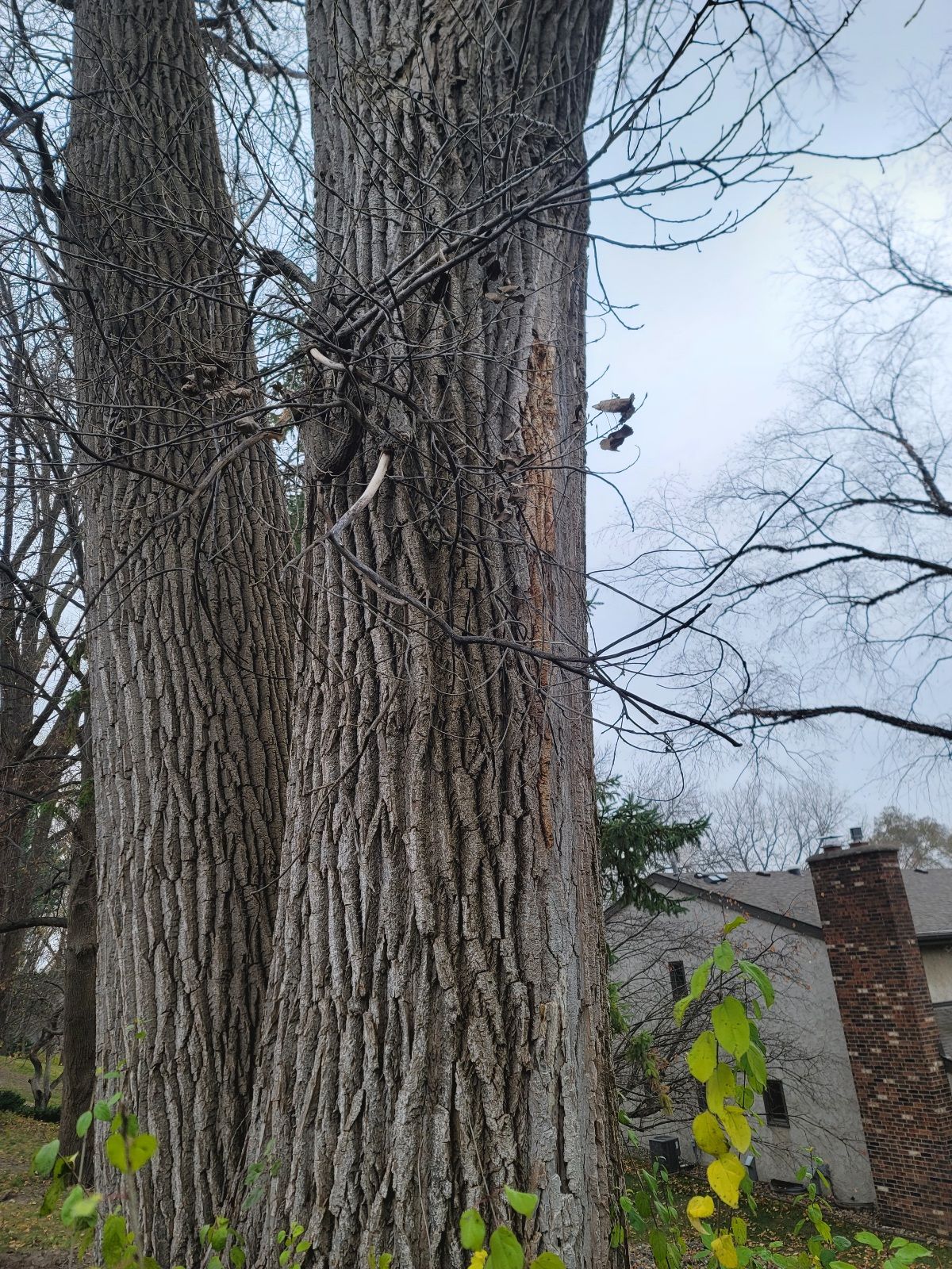 Two large, textured tree trunks stand side-by-side against a cloudy sky, with a house and chimney visible in the background.
