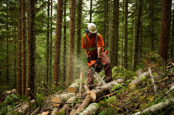 Tree Cutting Service — Jordan, MN — Enchanted Forests, Inc.