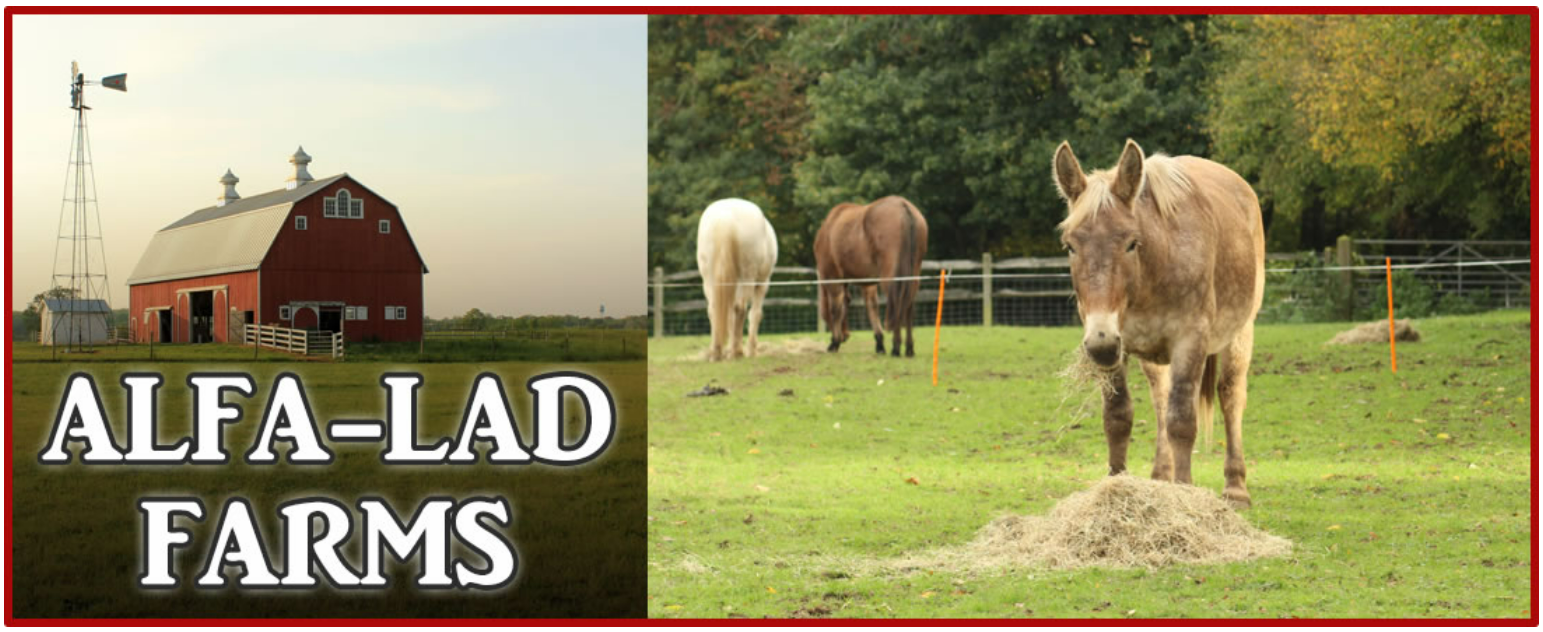 A banner for alfa-lad farms with horses and a barn in the background A banner for alfa-lad farms with horses and a barn in the background
