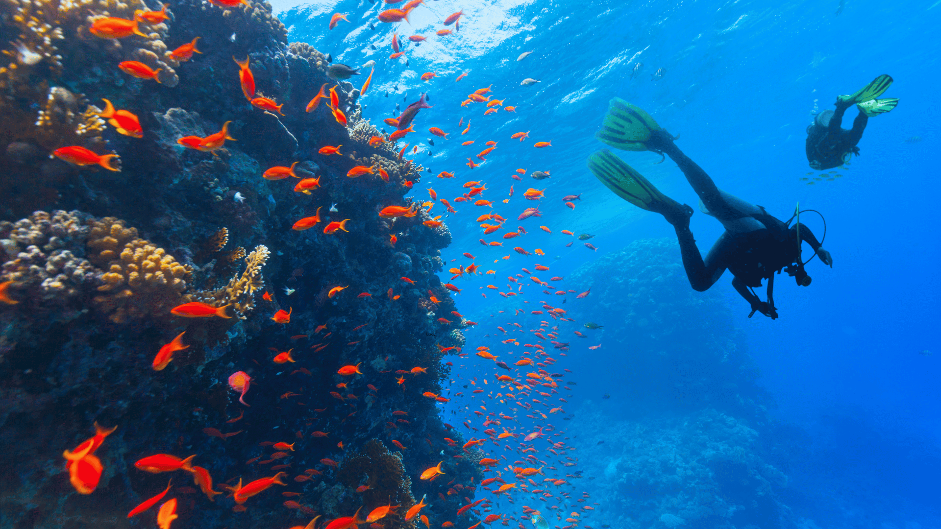 Scuba Diver