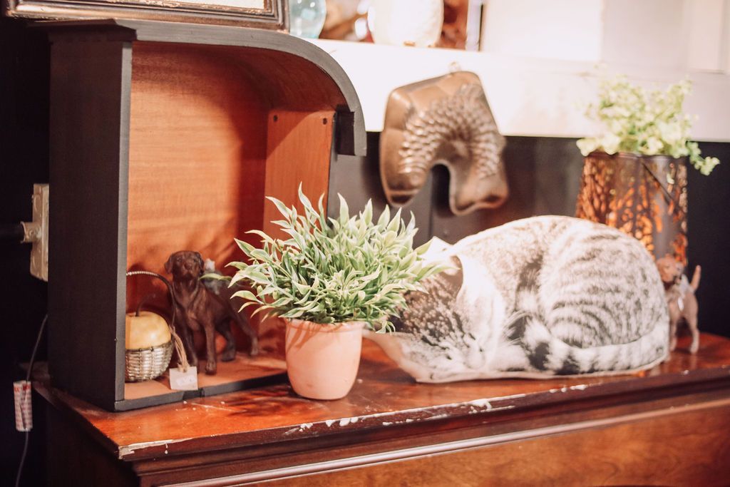 Cat curled up on a shelf, near a potted plant and decorative items.