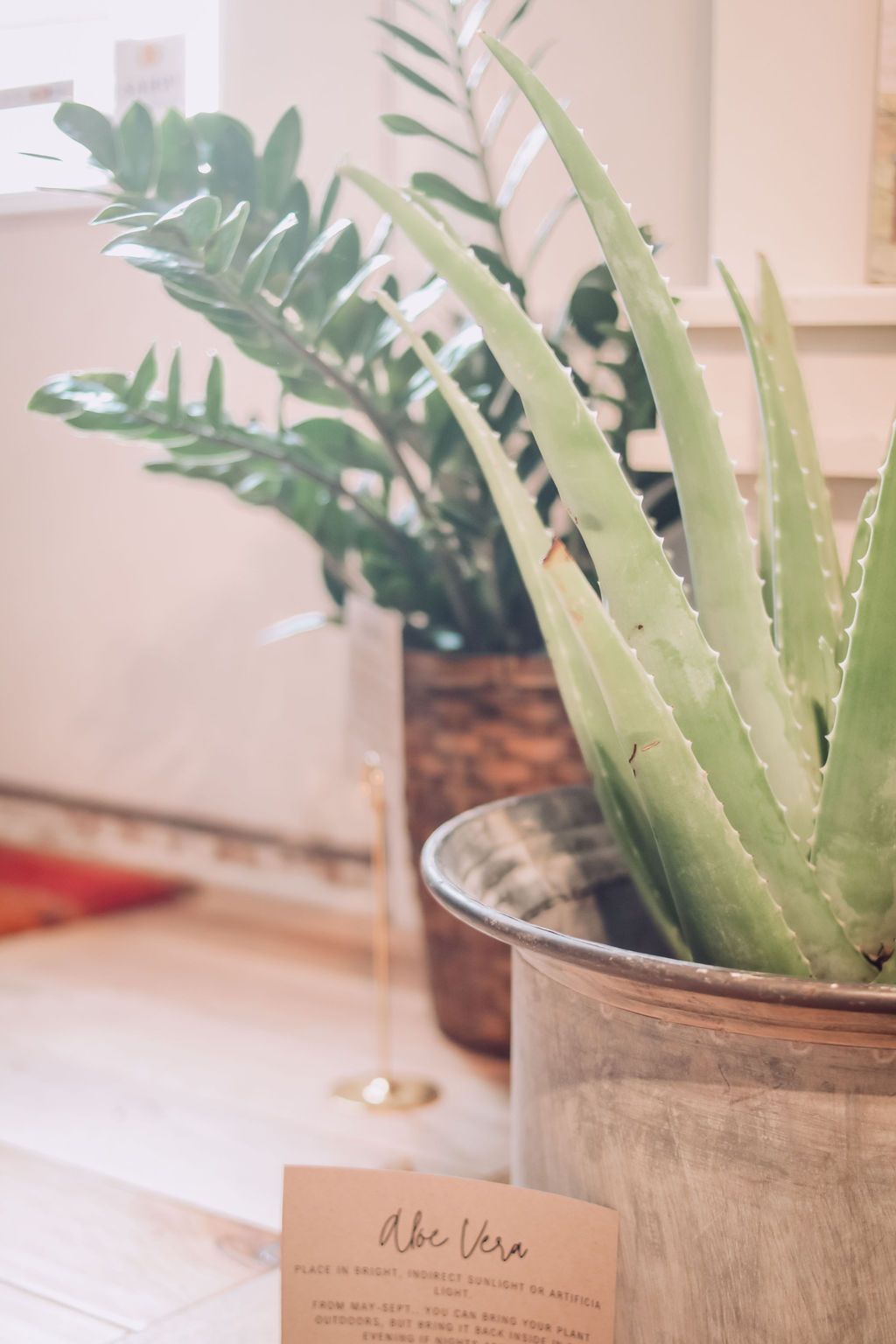 Aloe vera plant in a metal pot, with a sign. Another potted plant is in the background.