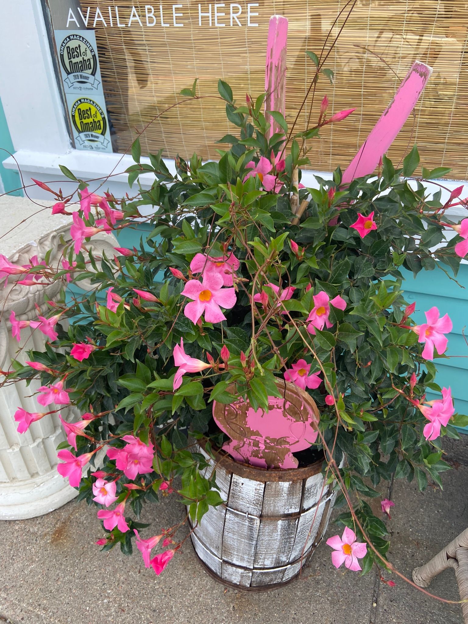 Pink flowering Mandevilla plant in a weathered white barrel planter, with pink decorative accents, in front of a blue storefront.