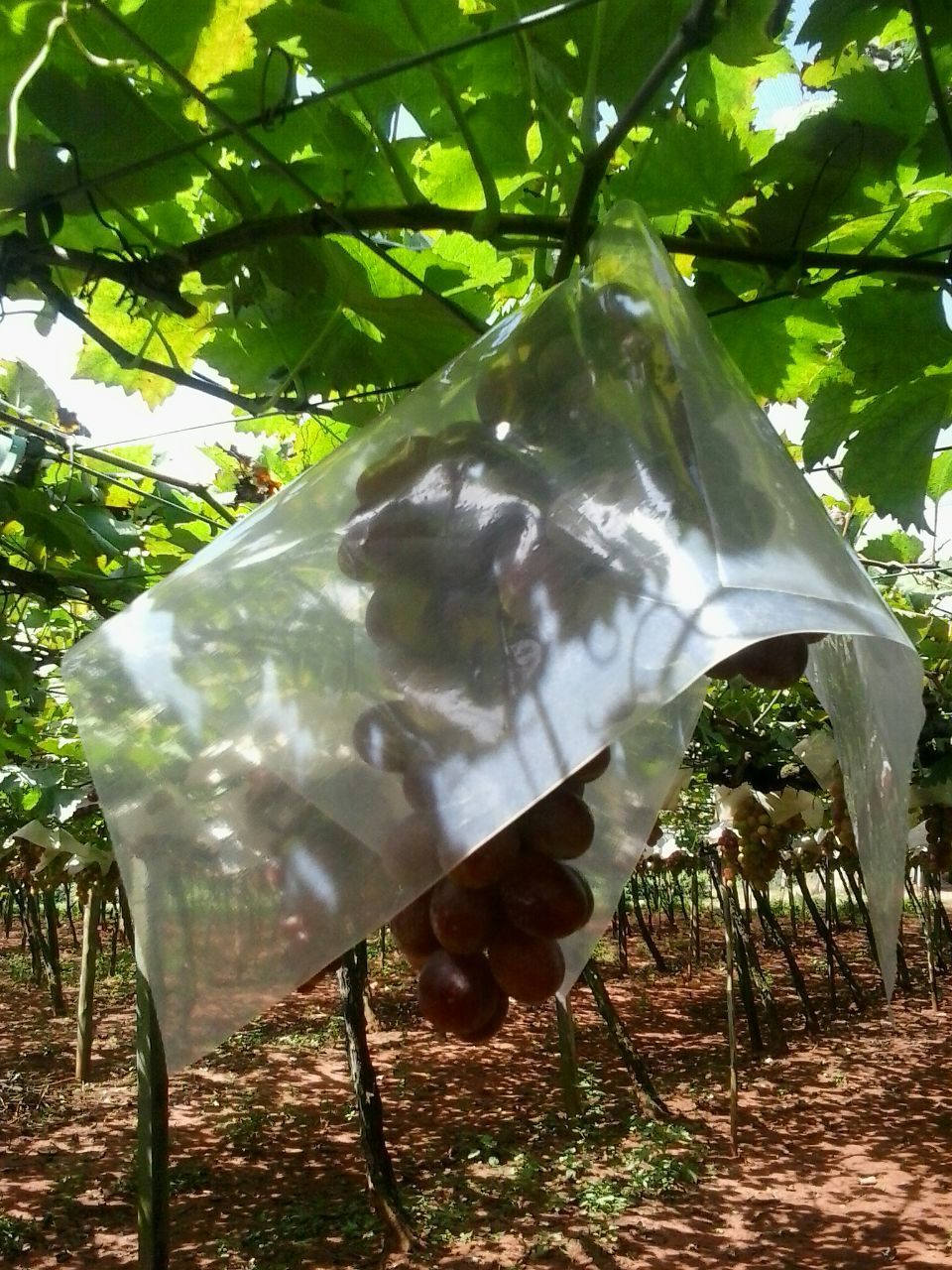 Protetor de Cachos de Uva – Chapéu Chinês