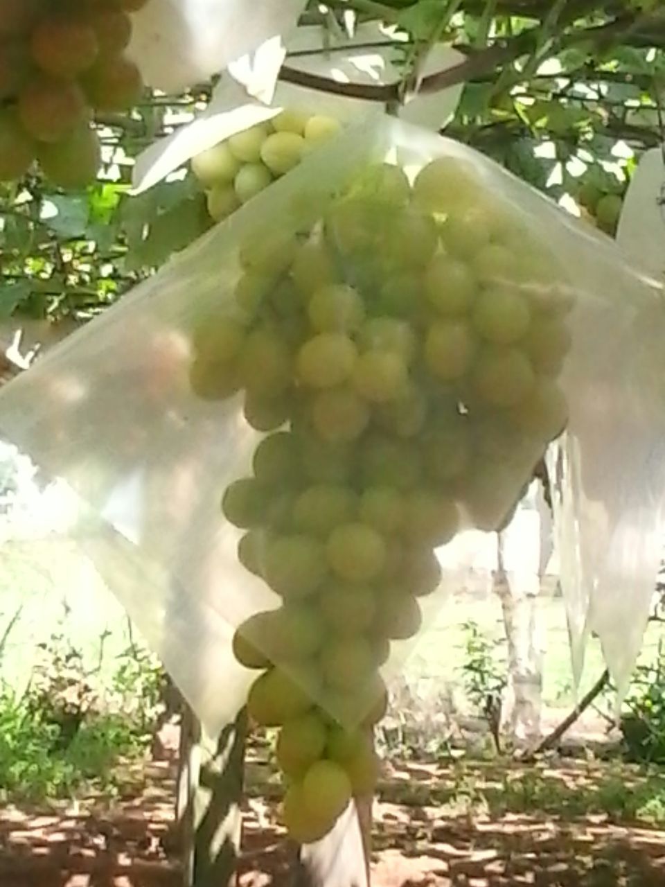 Protetor de Cachos de Uva