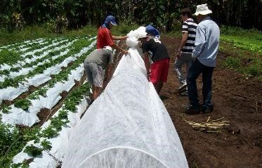 Manta Térmica - TNT