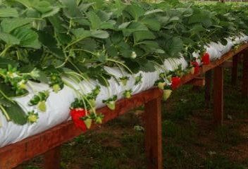 Saco para Cultivo – Slab