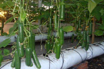 Saco para Cultivo – Slab