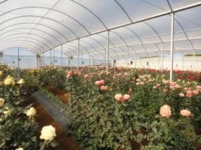 Filme Difusor Antivírus