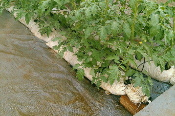 Saco para Cultivo – Slab