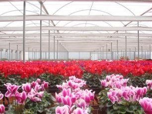 Filme Difusor Antivírus