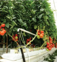 Saco para Cultivo – Slab