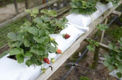 Saco para Cultivo – Slab