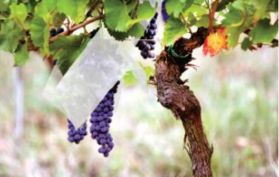 Protetor de Cachos de Uva – Chapéu Chinês