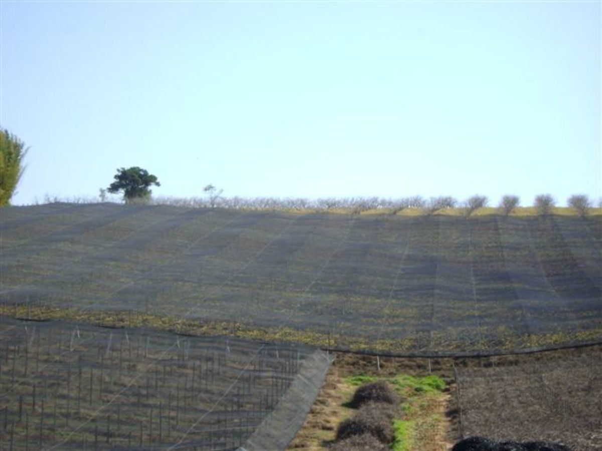 Tela Citrus sombrites