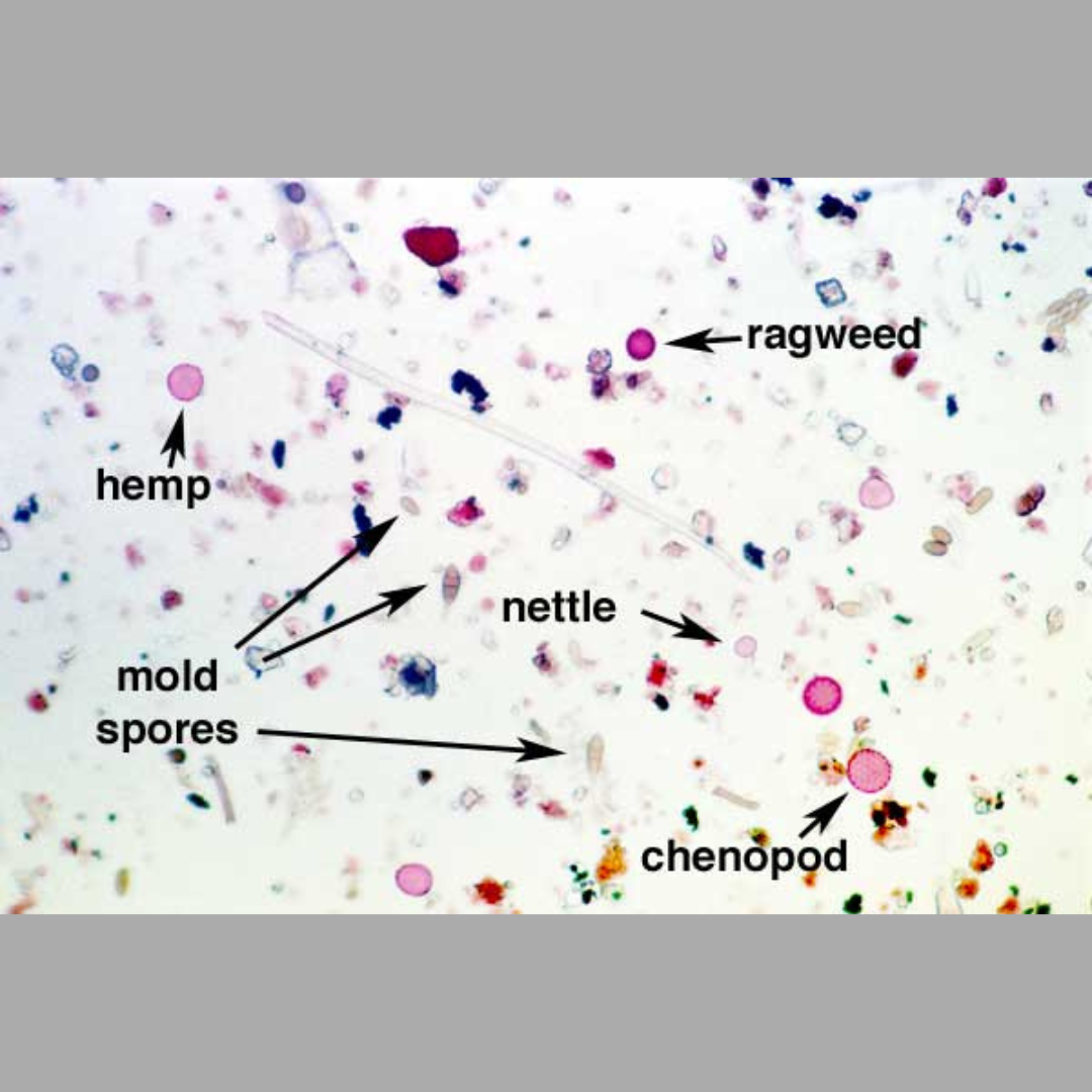 Image of bad air quality, which can have hemp, ragweed, mould, spores, nettle, and chenopod. 