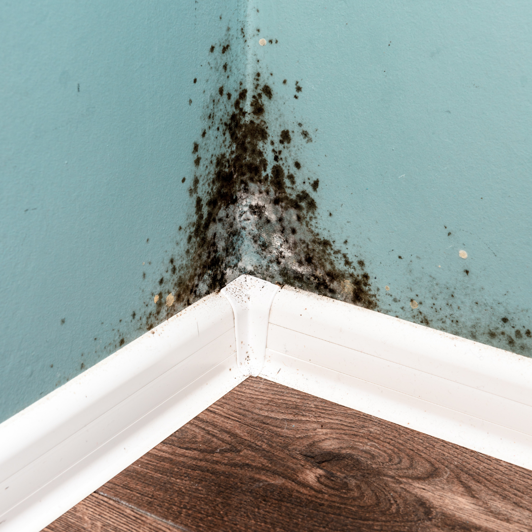 Image of lots of mould in to corner of a room with white baseboards and cyan walls.