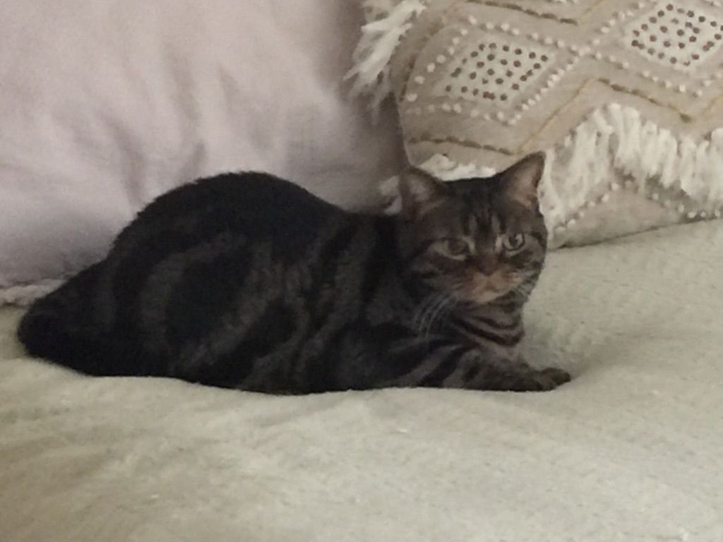 A cat is laying on a bed next to a pillow