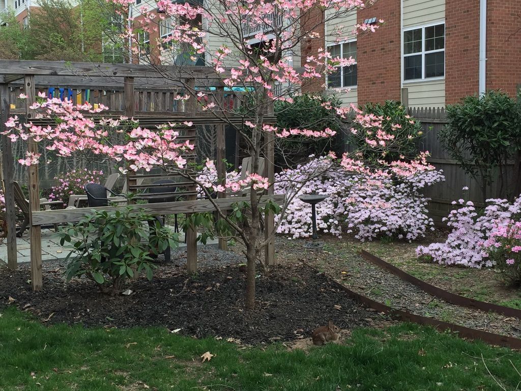 A garden with pink flowers and a brick building in the background.