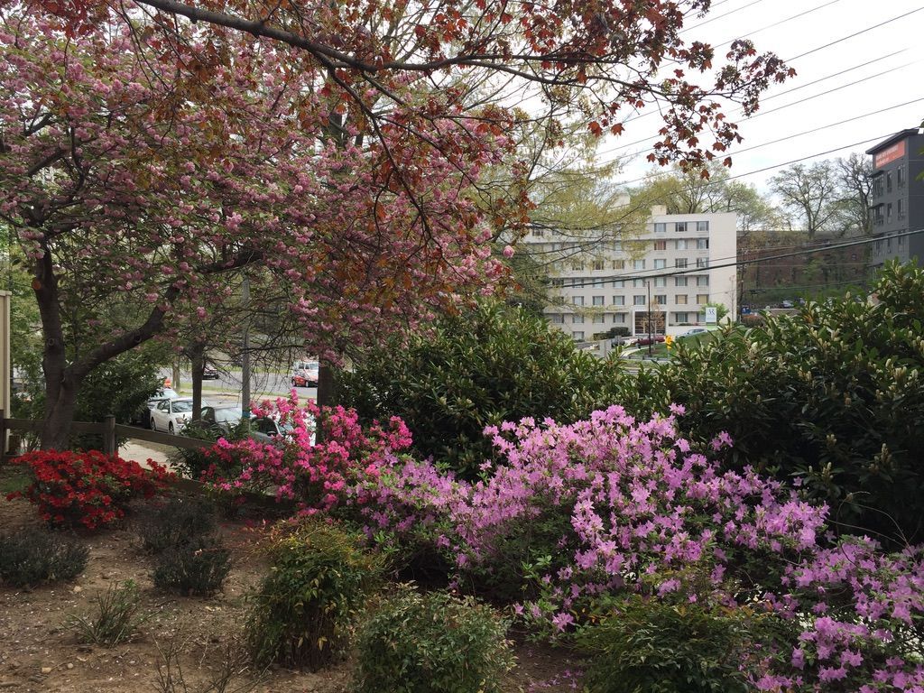 A garden filled with lots of flowers and trees with a building in the background.