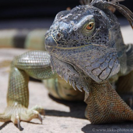 The iguanas of Pinel island
