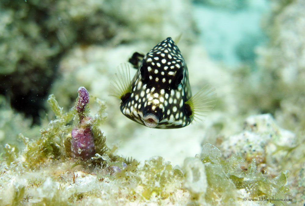 Underwater Life Pictures of St. Maarten | Caribbean Paddling