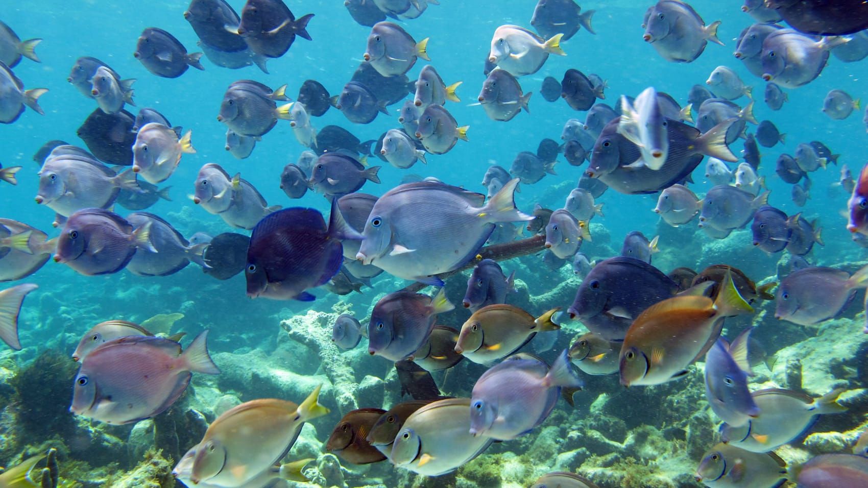 A large group of fish are swimming in the ocean.