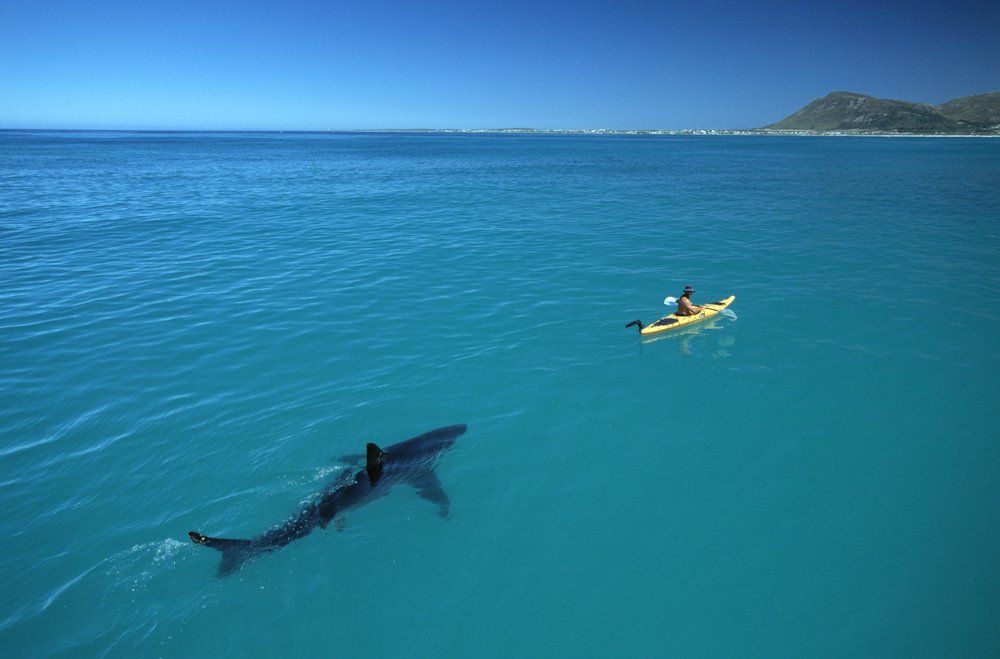 Great white shark following a yellow kayak