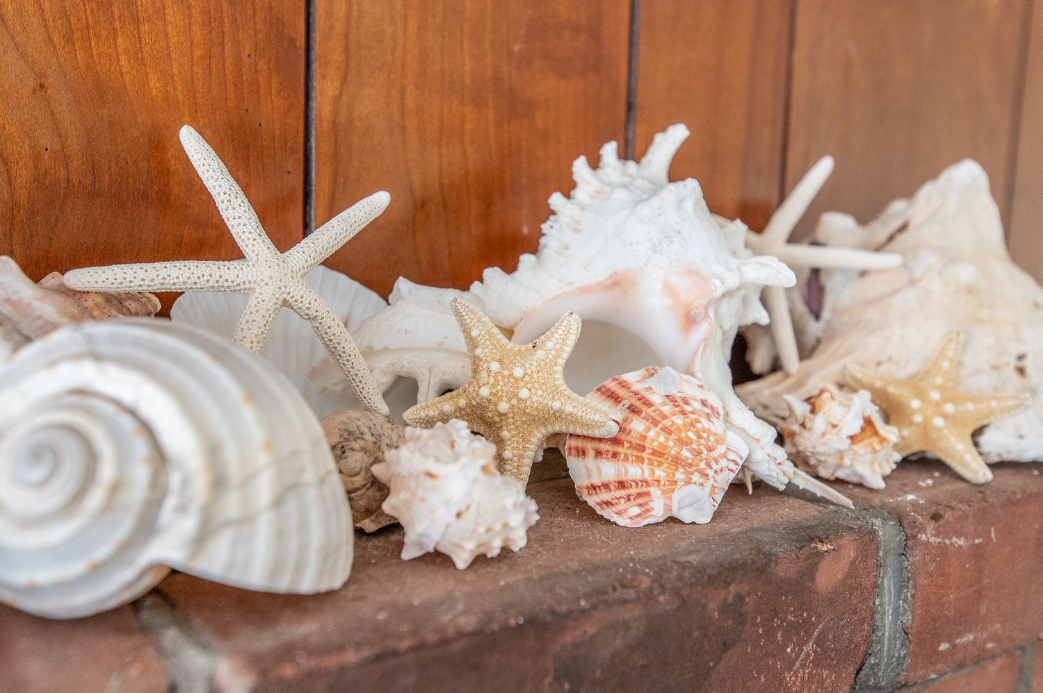 Seashells and starfish are sitting on a brick fireplace mantle.