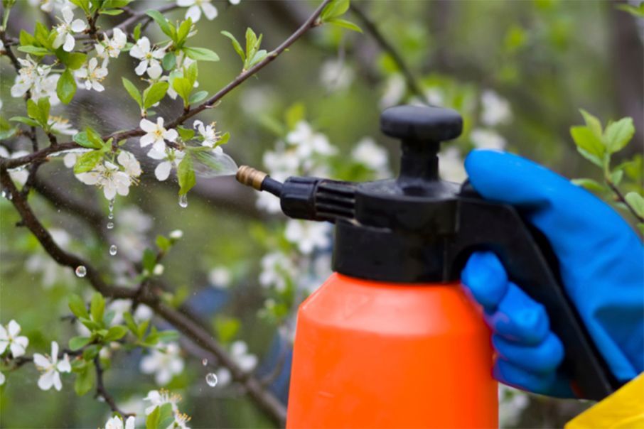 Una persona está rociando flores en un árbol con un pulverizador.