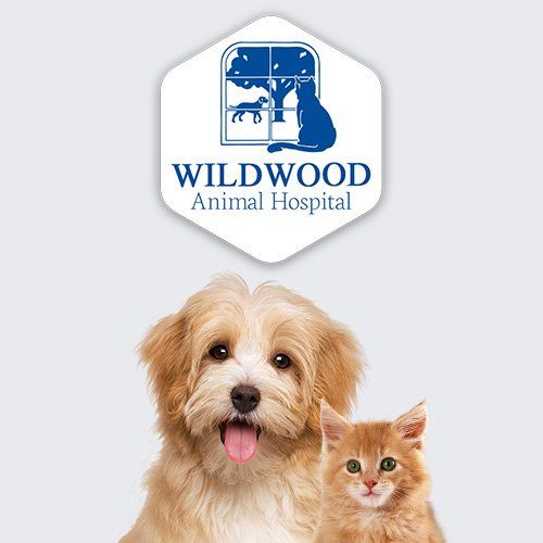 Vet Clinic In Portland Gresham Or Animal Hospital