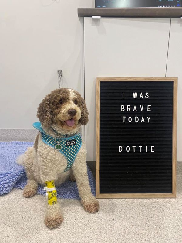 Dog with a Yellow tape on its leg is Sitting next to a Sign — Northern Illawarra Veterinary Hospital